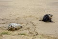 Grey Seals, Horsey, Norfolk, England